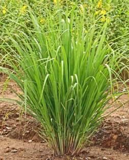 Paudha Lemon Grass Seed