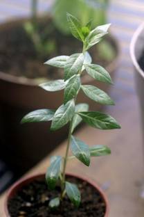 XOLDA Mehendi henna leaves Seed