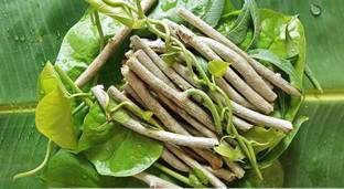 Biosnyg Giloy Neem Tree Guruch Gulvel Guduchi Fresh Plant Stems (6-inch) 10 Seeds Seed