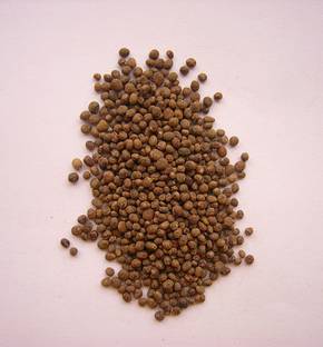 Mind View Gardening Balsam Flower, Balsam Dopati Seed