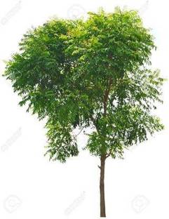 greengrow Neem Plant