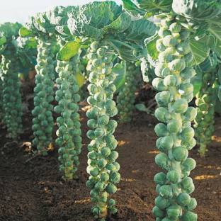 Paudha Brussels Sprouts Seed