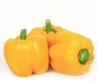YOUNG STAR HYBRID YELLOW CAPSICUM(PILI SHIMLA MIRCH) Seed