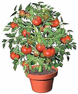 Alvina Tomato Plant