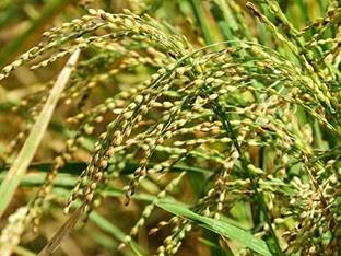 saraswati traders Coriander Paddy Seeds Seed