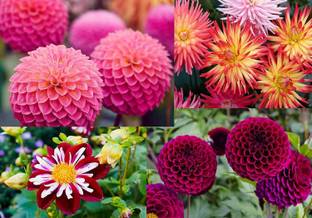 VibeX GBPT-100-Dahlia Mixed Varieties Seed