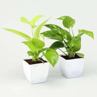 Black Gold Money Plant