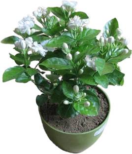 Aquinnah Jasmine Plant