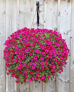 YOUNG STAR PT38 PETUNIA MIXED BEAUTIFUL FLOWERS SEED Seed
