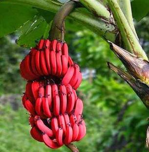 Futaba Red Dwarf Banana Seeds - 50 Pcs Seed