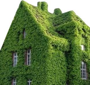 Futaba Green Boston Seeds - 50 Pcs Seed