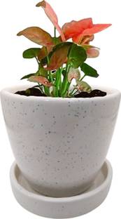 INDIA MEETS INDIA Cup Plate Ceramic Flower Pot Planter Indoor Outdoor Planter Handicraft Plant Container Set