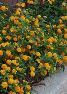 Tigress Lantana Plant