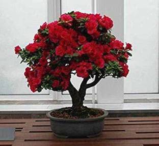 PB REBA PLANT Rose Plant