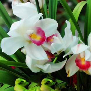 Nema Pink White Cymbidium Orchid Flower Seed
