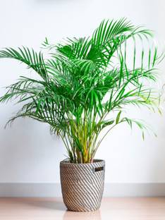 LYRS Areca Palm Dypsis Organic Seed- 5 Seed