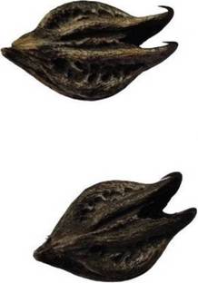 Panchi Bat Head Root Seed