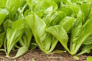modernseed Mustard Leaves/Sarso Saag Seed