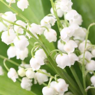 Futaba Bell Orchid Seeds - White Seed