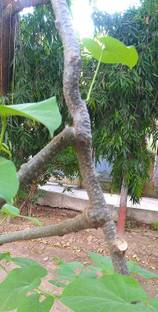 VibeX Giloye/Giloy Plant/Tree Guruch Fresh Stems Seed