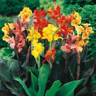 LIVE GREEN Canna Lily Seed