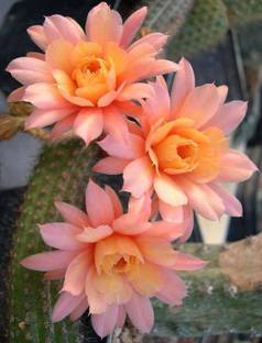 Futaba Cactus Flower Seeds Orange 50 PCs Seed