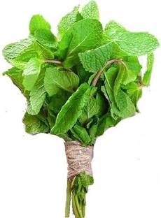 GRAH PRAVESH Mint, Mentha, pudina Seed