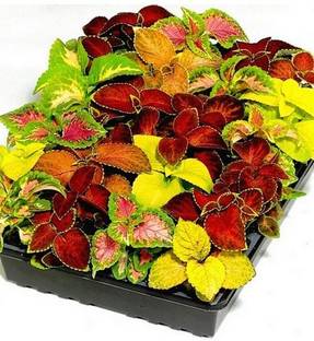 Paudha Coleus Rainbow Mix Seed