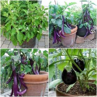natikrd Brinjal