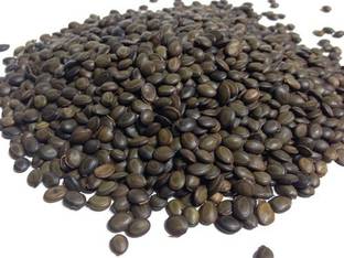 EasySeeds Babul,Babool,Acacia Nilotica,Kikar,Gum Arabic,Karivelam Seed