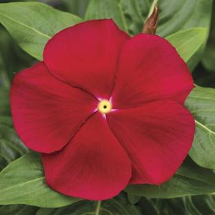 Paudha Vinca Deep red /sada bahar Seed