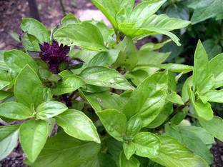 EVY Basil Plant