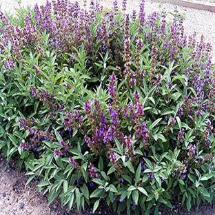 Airex SAGE HERB SEEDS (PACK OF 30 SEEDS X 9 PACKET Seed