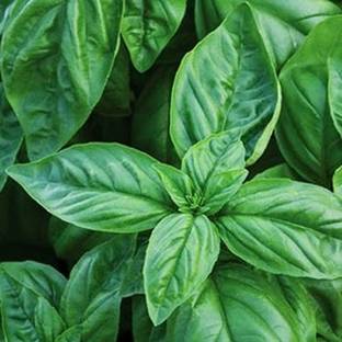 Airex BASIL LEAF ITALIAN BROAD HERB SEEDS (PACK OF 50 SEEDS X 3 PACKET Seed