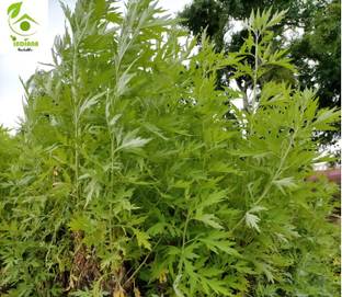 Indiana Herbalife Indian Wormwood Plant