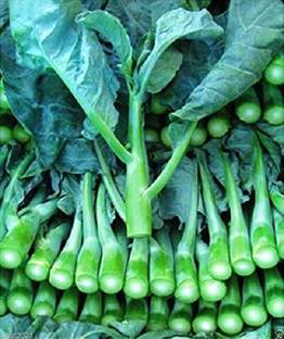 Sjeme Big Boy broccoli seed Seed