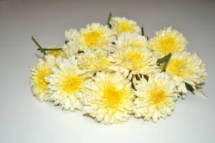 Paudha Chrysanthamum White/Chamanti Seed