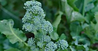 Sjeme Broccolini Plants broccoli seed Seed