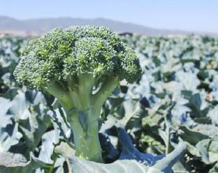 Sjeme Constellation broccoli seed Seed