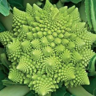 Sjeme Veronica broccoli seed Seed