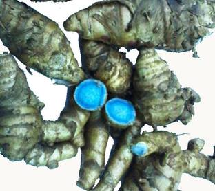 Cosmic Energy Black Turmeric Original/Nalla pasupu/Kali Haldi/Karu Manjal (100 gram) Seed