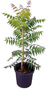 GreenyOn Neem Plant