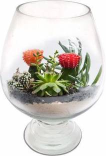 SEETASTIC 4 L Fish Bowl