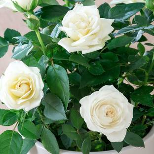 MONDAL NURSARY PLANT Rose Plant