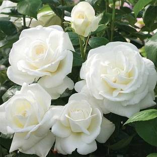 MircleGarden Rose Plant