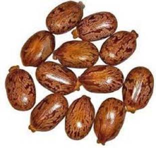 Organicgreen Herb CASTOR SEED Seed
