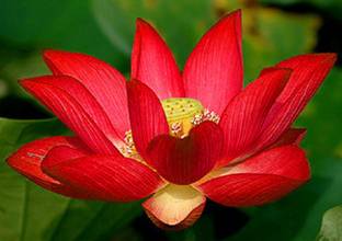 Sjeme Red Lotus For Flowering Seed Seed