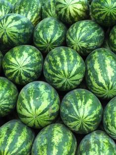 Paudha Watermelon Seed