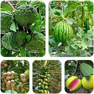 BEE Garden Custard apple Watermelon ,Papaya ,Red Gauva -seeds, Chiku seeds Seed