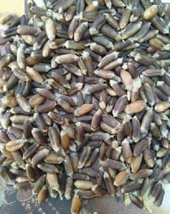 Sjeme Black Wheat (Kala Gehu Rare) Seed Seed
